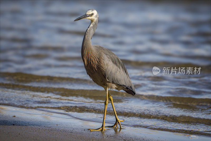 蓝鹭(Ardea herodias)